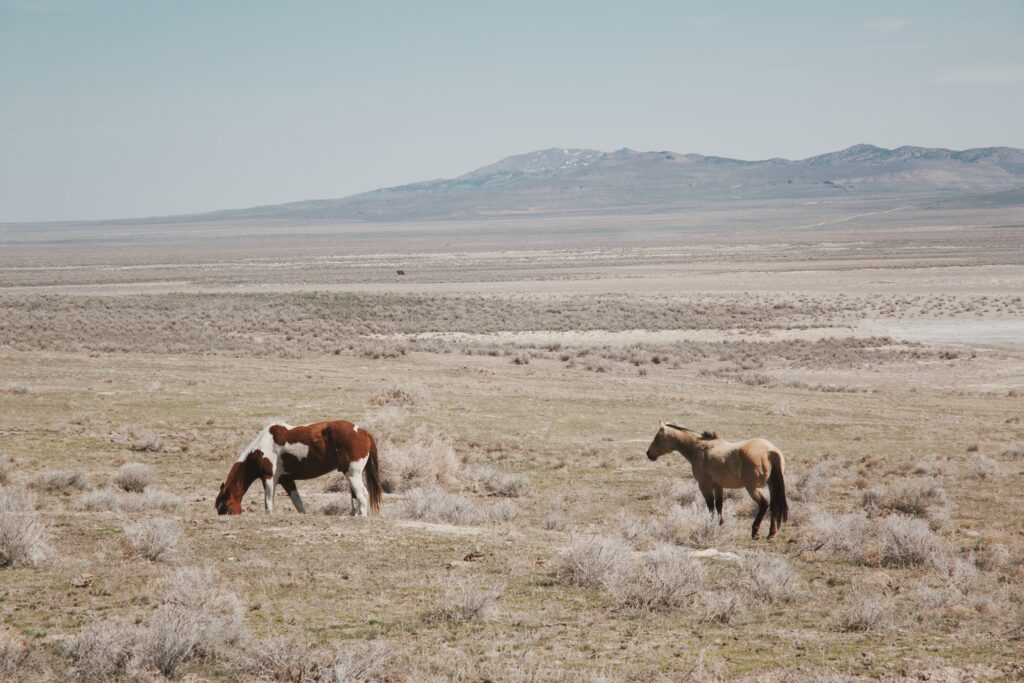 Horses in Prairie